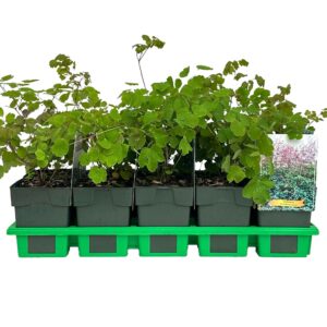 Thalictrum rochebrunianum
(10 Plants/Order)(11cmP 25cmH)