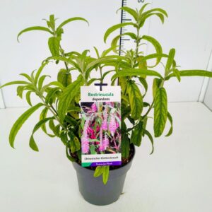 schrub Rostrinucula dependens 50-60C5
(1 Plants/Order)(22cmP 70cmH)