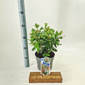 Viburnum tinus Gwenllian
(1 Plants/Order)(19cmP 40cmH)