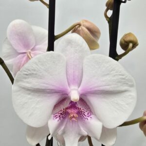 Phalaenopsis other Limited 21 Week 25
(10 Plants/Order)(12cmP 65cmH)