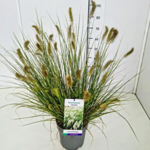 Pennisetum alopecuroides Hameln Pennisetum alop. 'Hameln' C5
(1 Plants/Order)(22cmP 60cmH)