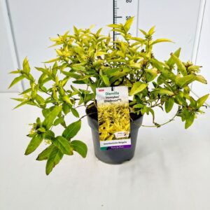 Diervilla sessilifolia Diervilla riv. 'Honeybee' 40-50C5
(1 Plants/Order)(23cmP 60cmH)