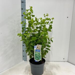 Corylus avellana Scooter'
(1 Plants/Order)(23cmP 80cmH)