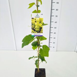 Vitis other white Vitis 'Lakemont' 80CMC2
(10 Plants/Order)(17cmP 100cmH)