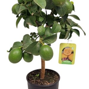 Citrus 'Meyer' Lemon Stem
(2 Plants/Order)(17cmP 60cmH)