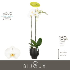 Phalaenopsis white more Ripsen Bijoux Diamond 2 spike in Abruzzo Black Aquo
(3 Plants/Order)(15cmP 100cmH)