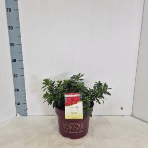 Rhododendron (Evergreen Azalea Grp) ENCORE® Autumn Fire ('Roblez'PBR)
(1 Plants/Order)(23cmP 40cmH)