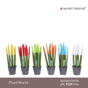 Sansevieria Cylindrica VELVET TOUCHZ® mix P12
(8 Plants/Order)(12cmP 40cmH)