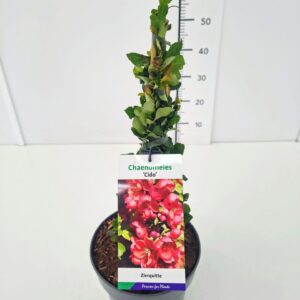 Chaenomeles japonica Chaenomeles jap. 'Cido' PBR 40-50C5
(1 Plants/Order)(22cmP 50cmH)
