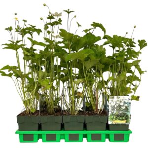Anemone x hybrida Honorine Jobert
(10 Plants/Order)(11cmP 25cmH)