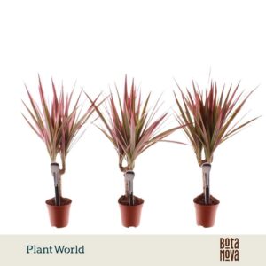 Dracaena Bicolor Tummy Make-Upz op stam pink
(20 Plants/Order)(5.5cmP 35cmH)