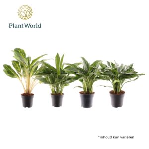 Aglaonema mixed Aglaonema mixed (1 Plants/Order)(17cmP 55cmH)