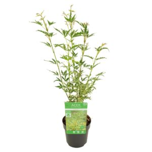 Acer palmatum Butterfly
(12 Plants/Order)(10cmP 40cmH)