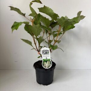 Hydrangea other quercifolia 'Snowf
(1 Plants/Order)(19cmP 65cmH)
