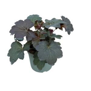 Heuchera Black Beauty
(1 Plants/Order)(17cmP 20cmH)