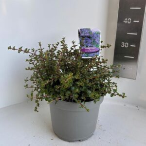 Ceanothus Emily Brown'
(1 Plants/Order)(23cmP 30cmH)