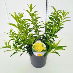 Forsythia intermedia Forsythia int. 'Mikador' 50-60C5
(1 Plants/Order)(23cmP 70cmH)