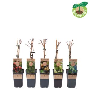Actinidia kiwibes mix tray
(10 Plants/Order)(15cmP 50cmH)