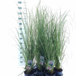 Cortaderia selloana Pink Feather'
(1 Plants/Order)(17cmP 120cmH)