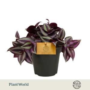 Tradescantia Purpusii Zebrina 12cm
(4 Plants/Order)(12cmP 10cmH)
