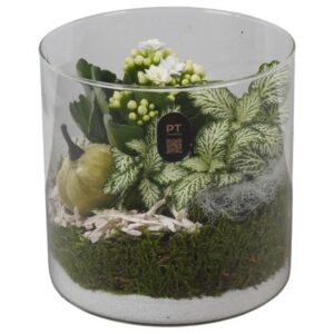 Arrangement kamer PTHG8209 Arrangement Autumn Glass in Glas cylinder
(6 Plants/Order)(15cmP 15cmH)