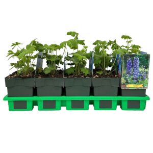 Delphinium Blue Bird P11
(10 Plants/Order)(11cmP 25cmH)
