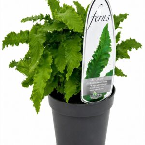 Asplenium scolopendrium Asplenium scolopendrium angustifolium ES11 0,7l
(15 Plants/Order)(11cmP 15cmH)