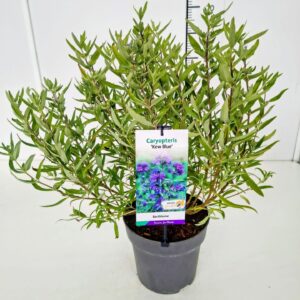 Caryopteris x clandonensis Caryopteris cland. 'Kew Blue' C5
(1 Plants/Order)(23cmP 50cmH)