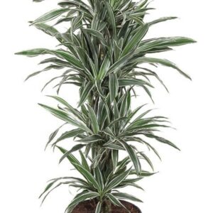 Dracaena White Stripe busch P31
(1 Plants/Order)(31cmP 140cmH)