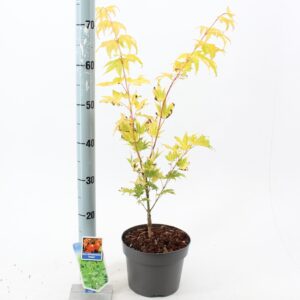 Acer shirasawanum Jordan
(1 Plants/Order)(19cmP 60cmH)