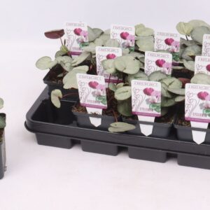 Cyclamen coum Cyclamen coum silverleaf pink 9 cm
(12 Plants/Order)(9cmP 10cmH)