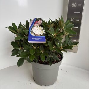 Rhododendron Yakushimanum Dreamland'
(1 Plants/Order)(23cmP 40cmH)