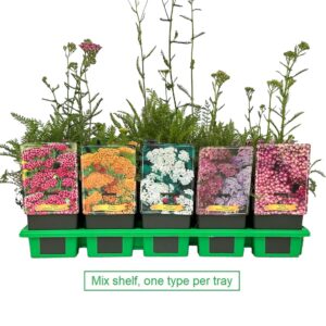 Achillea mix laag P11
(10 Plants/Order)(11cmP 25cmH)
