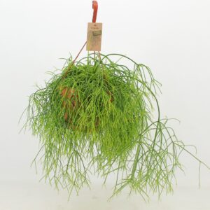 Rhipsalis baccifera 'Oasis' Cassutha
(3 Plants/Order)(21cmP 40cmH)