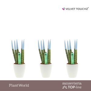 Sansevieria Cylindrica VELVET TOUCHZ® Pastel blue in Ceramics Osaka
(16 Plants/Order)(6cmP 20cmH)
