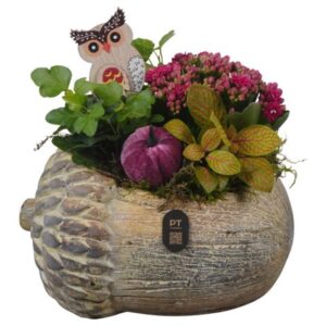 Arrangement kamer PTHI3273 Arrangement Autumn Indoor in beton Pot in noot vorm
(4 Plants/Order)(22cmP 22cmH)