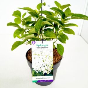 Hydrangea arborescens Hydrangea arb. 'Hills of Snow' 40-50C5
(1 Plants/Order)(23cmP 60cmH)