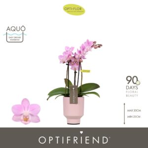 Phalaenopsis Multiflora Optifriend Lieke 3 spike in Emilia Pink Aquo
(6 Plants/Order)(7cmP 25cmH)