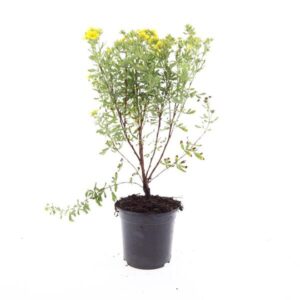 Potentilla Jackmans Variety f.
(8 Plants/Order)(14cmP 10cmH)