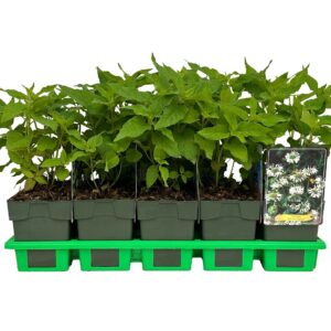 Monarda didyma Schneewittchen' P11
(10 Plants/Order)(11cmP 25cmH)