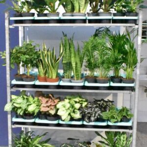 Indoor plants Mixkar div. Green plants 14 cm
(7 Plants/Order)(14cmP 45cmH)