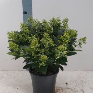 Skimmia japonica Finchy 21cm 30+ Flower
(1 Plants/Order)(21cmP 50cmH)