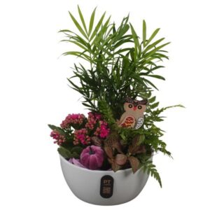 Arrangement kamer PTHI3241 Arrangement Autumn Indoor in Ceramics schaal
(4 Plants/Order)(18cmP 35cmH)