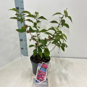 Callicarpa bodinieri Profusion
(1 Plants/Order)(17cmP 50cmH)