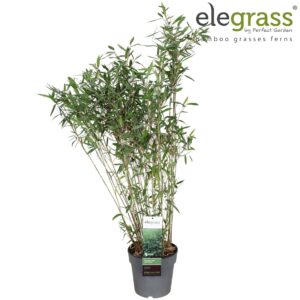 Fargesia nitida Dark Shadow' P23
(1 Plants/Order)(23cmP 100cmH)