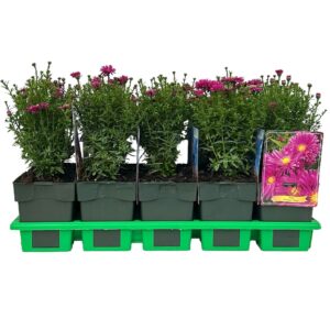 Aster Tonga' P11
(10 Plants/Order)(11cmP 25cmH)