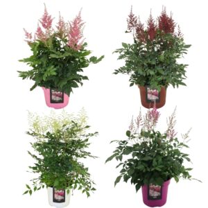 Astilbe mixed
(1 Plants/Order)(23cmP 75cmH)