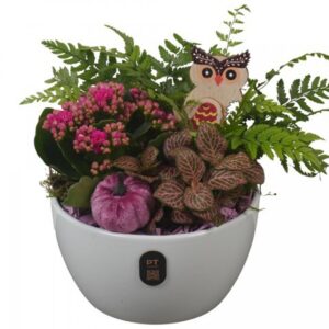 Arrangement kamer PTHI3238 Arrangement Autumn Indoor in Ceramics schaal
(3 Plants/Order)(16cmP 18cmH)