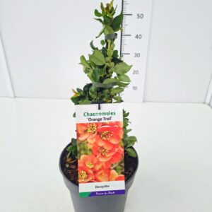 Chaenomeles x superba Chaenomeles sup. 'Orange Trail' 40-50C5
(1 Plants/Order)(22cmP 50cmH)