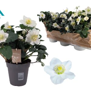Helleborus niger Christmas Carol 15 cm XXL
(6 Plants/Order)(15cmP 38cmH)